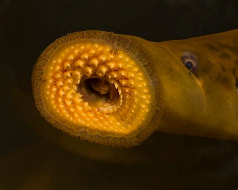 Blood Sucking Lamprey Fish That Pre Dates Dinosaurs Returns To British