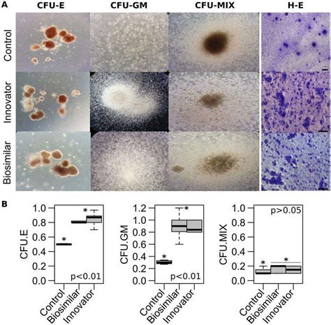 Cfu Assay For Hematopoietic Cell Creative Bioarray