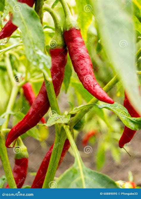 Close Up On Red Hot Chili Peppers In The Garden Stock Image Image Of Spicy Paprika