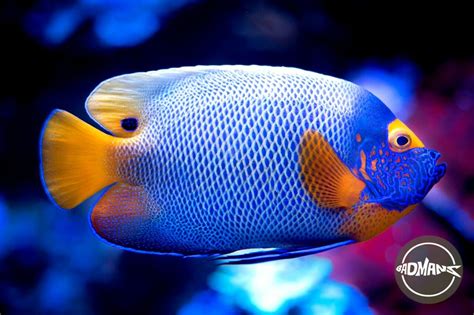 Do Fish Reproduce Sexually Or Asexually In Nature Badman S Tropical Fish