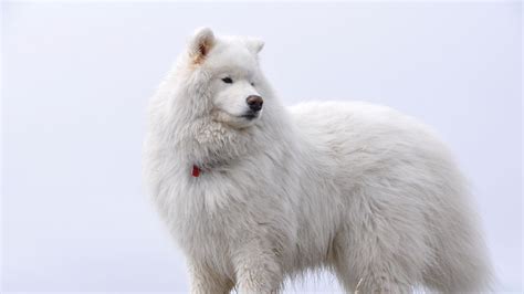 Wallpaper samoyed, fluffy, dog hd, picture, image