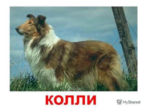 Презентация на тему: "породы собак далматин ротвейлер сенбернар ...
