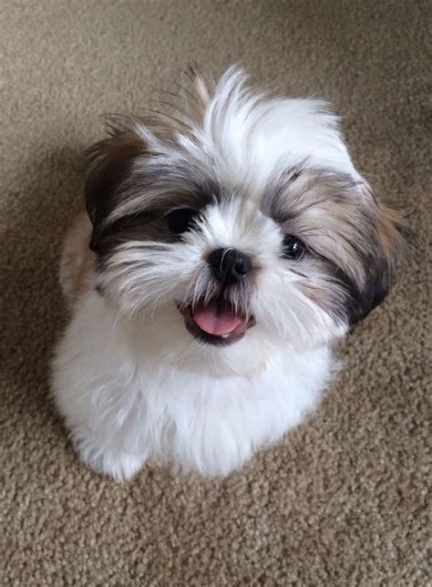 Behold The Mighty Thor Shih Tzu Shitzu Puppies Shih Tzu Puppy