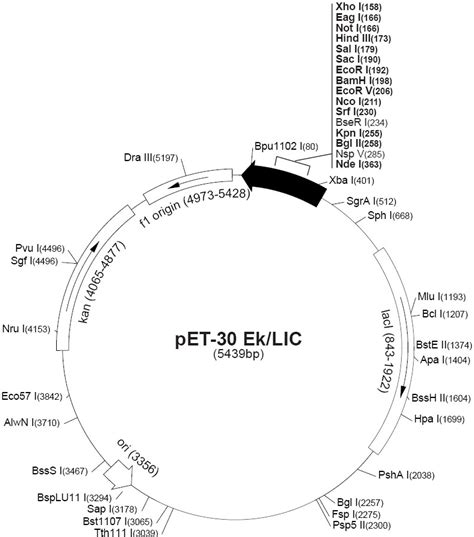 pet28a质粒图谱解析 质粒读 质粒图 第8页 大山谷图库