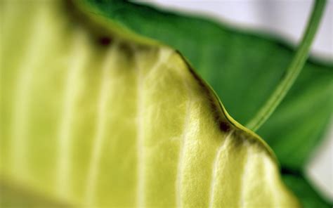 Wallpaper Sunlight Leaves Grass Insect Green Yellow Structure