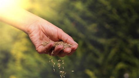 Does Your Lawn Have A Need For Seed Before Overseeding Your Lawn