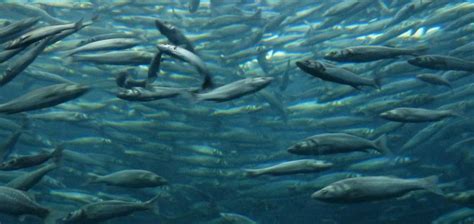 The Beloved Sardine | Critter Science