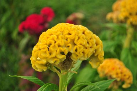 Celosia Cristata Aprende A Cultivar La Flor Mano De Leon