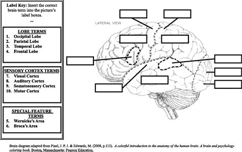 Brain Diagram Blank