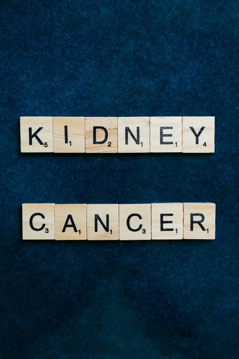 Kidney Photos, Download The BEST Free Kidney Stock Photos & HD Images