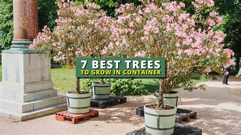 7 Best Trees To Grow In A Pot 💕 Container Garden Ideas 👍 Youtube