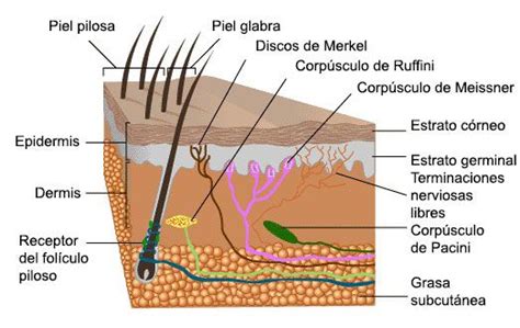 Psicobiología de los sentidos el Tacto