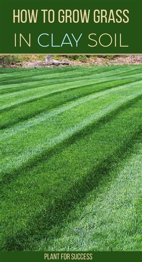 Overseeding Lawn Lawn Soil Lush Lawn Planting Grass Seed Growing