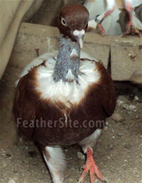 Romanian Naked Neck Pigeons