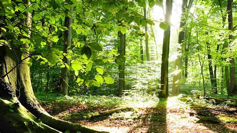 Bosque Calmado Calmante Fondo De Pantalla Hd Peakpx