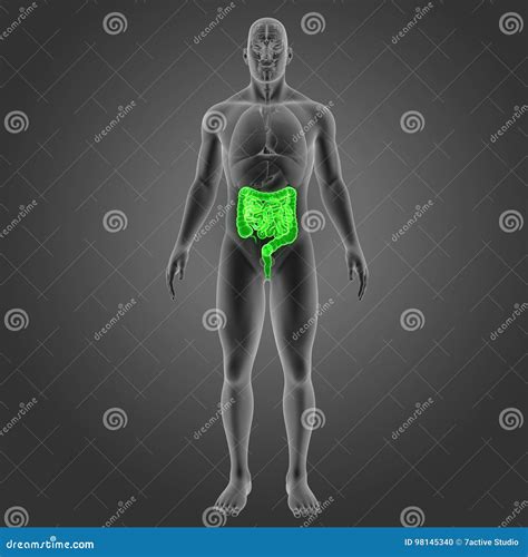 Intestino Con La Opini N Anterior De Los Rganos Stock De Ilustraci N