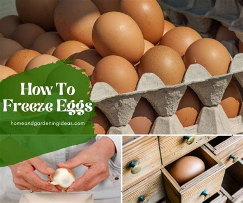 How To Freeze Fresh Eggs The Right Way