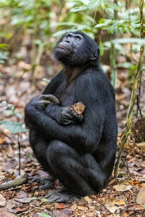 Wildlife Photographer Of The Year A Peek At Some Of The Entries