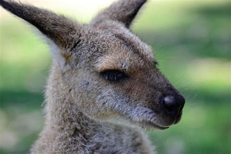 Kangaroo Head Stock Photos, Images and Backgrounds for Free Download