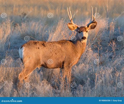 Mule Deer In Colorado Stock Photo Image Of Colorful 90806306