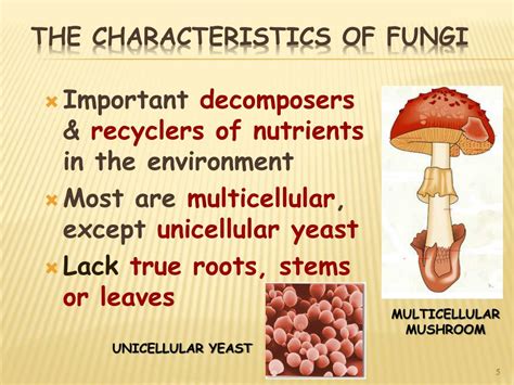 Ppt Kingdom Fungi Powerpoint Presentation Free Download Id 259243