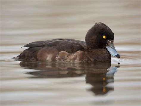 Tufted Duck Bird Facts (Aythya fuligula) | Birdfact