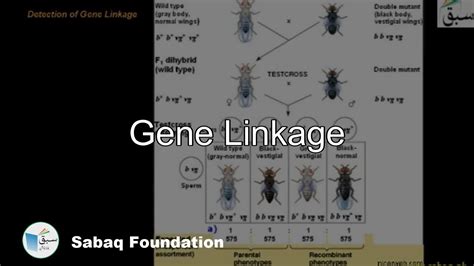 Gene Linkage Biology Lecture Sabaqpk Youtube