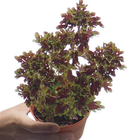 Coleus plant (0.20-0.30m) - Woon Leng Nursery