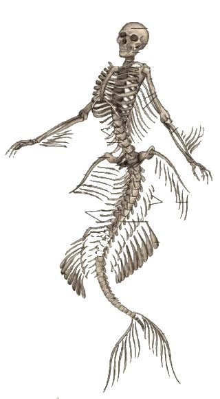 Mermaid Skeleton Skeleton Art Skeleton Drawings Mermaid Skeleton