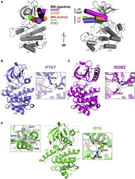 Structural Insights Into Pseudokinase Domains Of Receptor Tyrosine