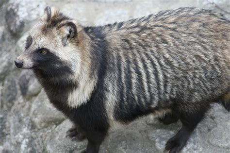 Tanuki