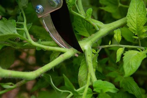 Faut Il Ou Pas Tailler Les Tomates En Juin Une Simple Technique