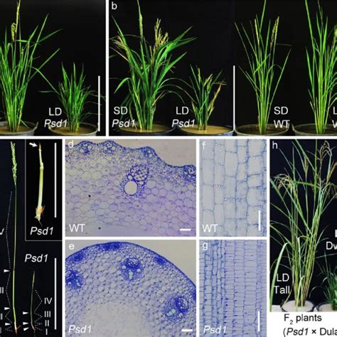 Phenotypic Characterization Of The Psd1 Mutant A Wild Type Zh11 Left