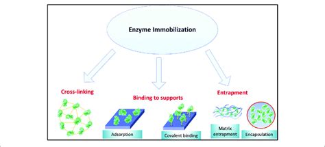 Enzyme Immobilization Methods Download Scientific Diagram