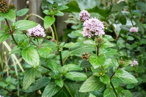 Pepermunt Mentha X Piperita Plant