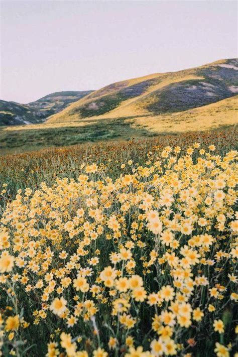 Mellow Yellow Flower Fields In 2020 Landscape Photography