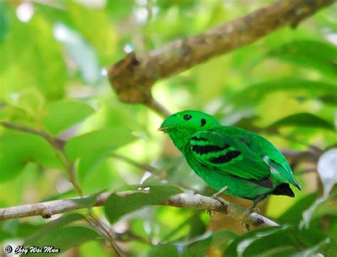 Daftar Lengkap Burung Jenis Kicauan Penyanyi Pengicau