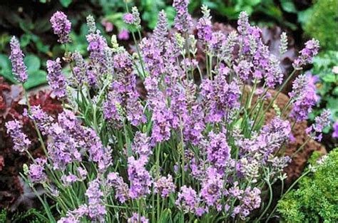 Top 10 Plants For Sandy Soil Gardening Birds And Blooms