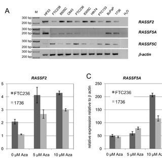 RASSF2 And RASSF5 Expression In Thyroid Cancer Cell Lines CDNA