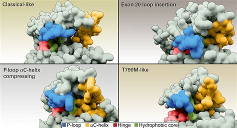 Classifying Egfr Mutations By Structure And Function Offers Better Way