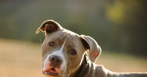 Como Saber Si Tu Cachorro Es Un Pitbull