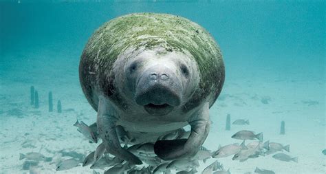 Florida Manatee - Marine Mammal Commission