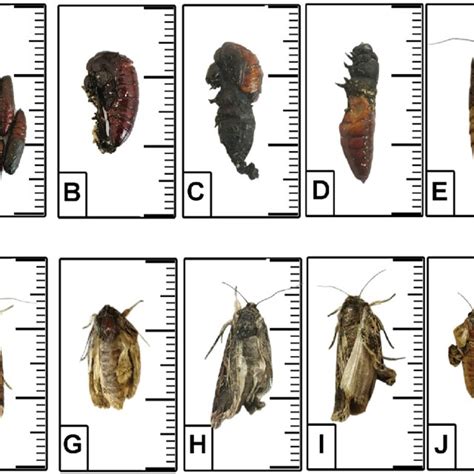 Malformations Of S Littoralis Treated As Th Instar Larvae With