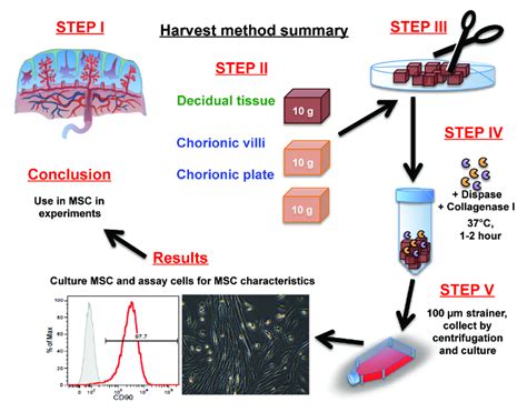 Isolation And Expansion Of Mesenchymal Stem Stromal Cells Derived From