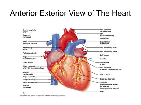 Gross Anatomy Of The Heart Anterior View