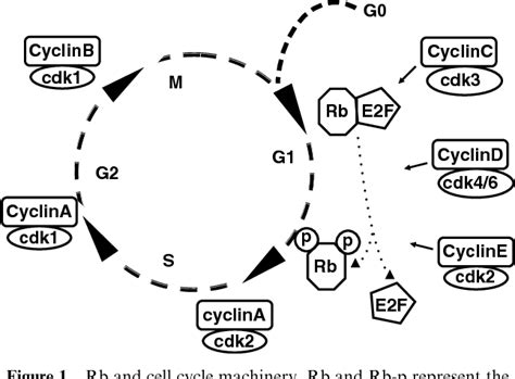 Rb And Cell Cycle Progression Semantic Scholar