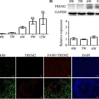 Trem Expression Is Upregulated In Livers Of Mice Infected With