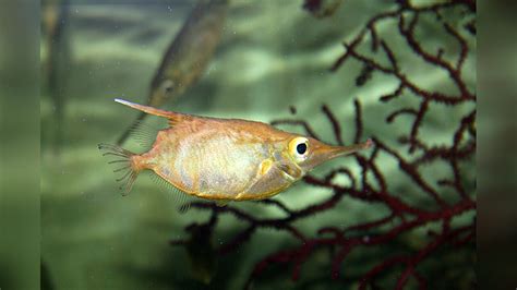 Macroramphosus Scolopax Longspine Snipefish