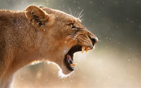 Lion Lions Predator Carnivore Cat Cats Dj Wallpapers Hd Desktop