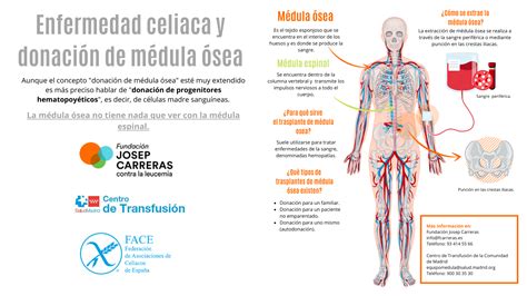 Pueden Las Personas Celiacas Ser Donantes De M Dula Sea Face